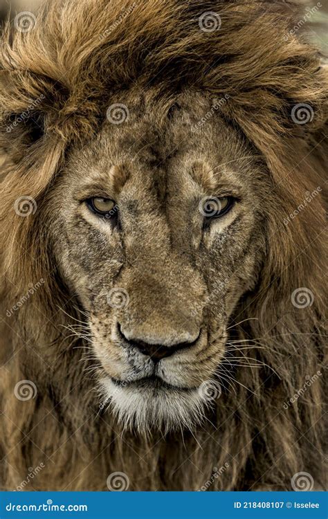 Close Up Of A Male Lion In Serengeti Stock Image Image Of Safari