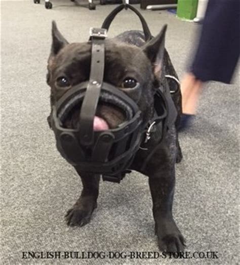Sorry, we could not translate this listing to english. French Bulldog Muzzle of Leather for Walks - £28.90