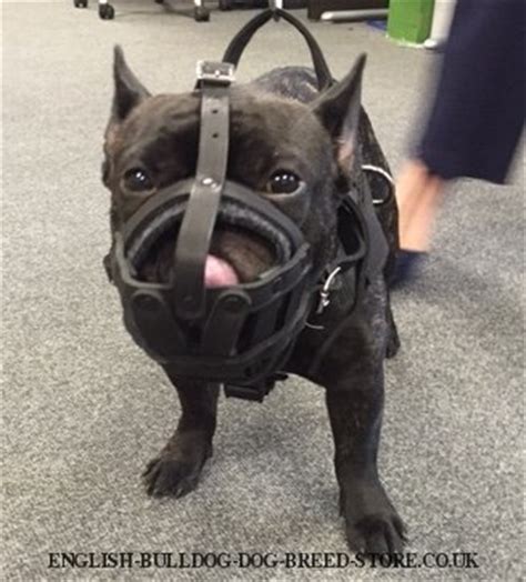 Sorry, we could not translate this listing to english. French Bulldog Muzzle of Leather for Walks - £28.90