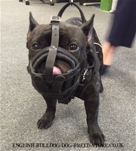 Old english bulldog muzzle uk bestseller leather basket. French Bulldog Muzzle of Leather for Walks - £28.90