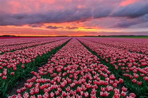 Tumblr Sunset Wallpaper Tulip Field Netherlands Pink 2846406 Hd