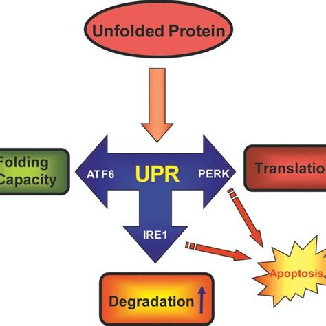 Unfolded Protein Response Upr The Er Stress Response Is Mediated By