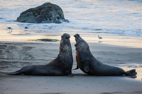 Elephant Seals of San Simeon | View them at Vista Point on Highway 1
