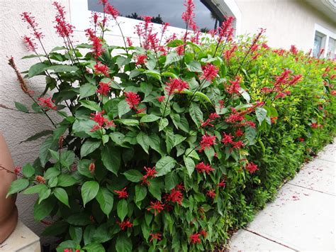 Trim leaves off of the bottom half of the cutting. Landscape Brokering - Club Care of Florida