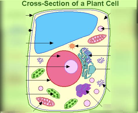 Plant Cells Organelles And Functions Diagram Quizlet