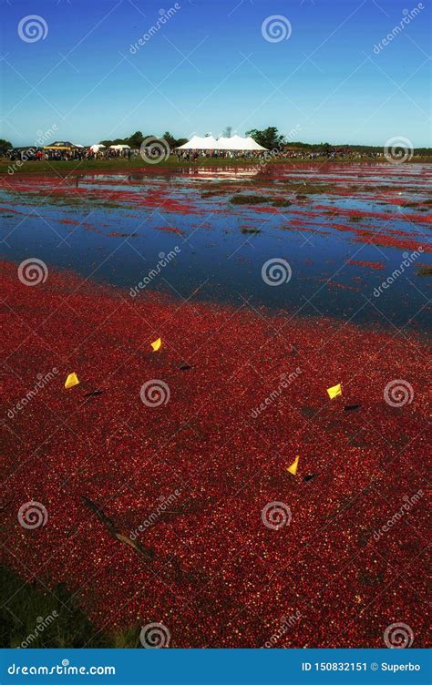 The Nantucket Cranberry Festival Editorial Photo Image Of Famous