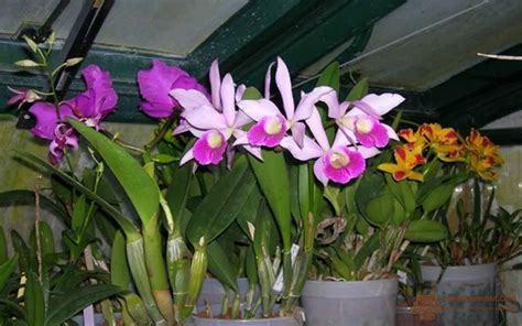 I don't now what type of cactus it is other than stating it is a desert gem. Can You Bring An Orchid Back to Life? | Orchid roots ...