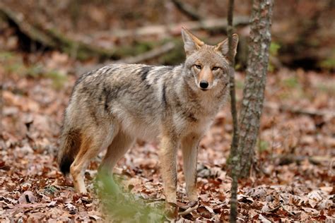Coyote Hunt Benefits The Hungry Midwest Outdoors