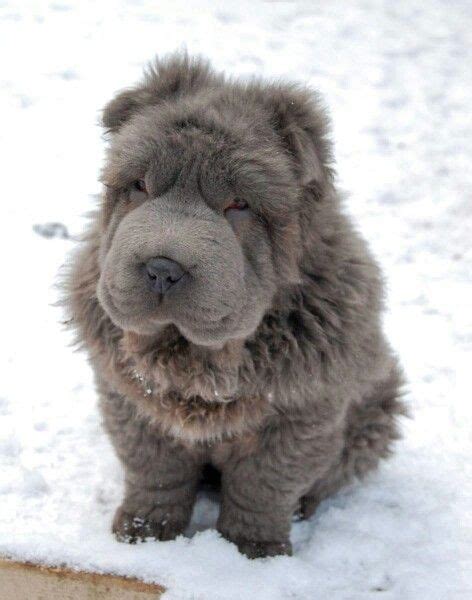 Pin By Kaye Smith On Snuggly Shar Pei 2 Cute Dogs Teddy Dog Cute