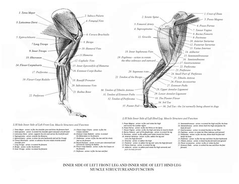 Your leg tendon anatomy stock images are ready. Greyhound Anatomy Diagram - The Inner Side of the Front ...