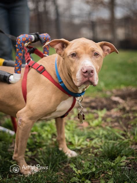 There are so many loving adoptable pets right in your community waiting for a family to call every month, the petco foundation hosts or sponsors adoption events nationwide. Loving Life! Rescue Pet of the Week - VA Dog Photography