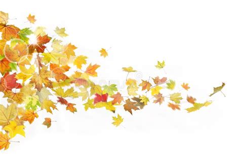 Autumn Falling Leaves Stock Photo Image Of Celebration 74204706