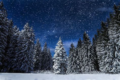 Hd Wallpaper Pine Trees Covered With Snow During Day Nature Night
