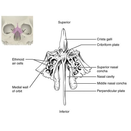 Ethmoid Bone Radiology Reference Article Radiopaedia Org