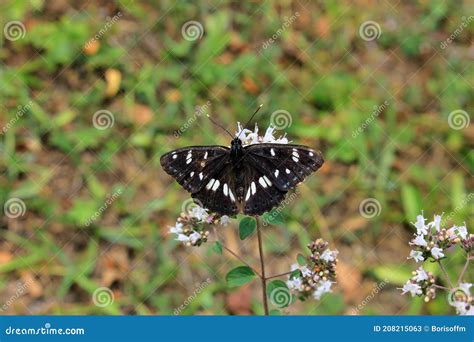 Beautiful Black Butterfly Stock Image Image Of Natural 208215063