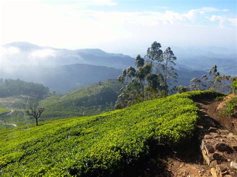 Hill Country In Sri Lanka Tea Estate Trails In Sri Lanka Trekking