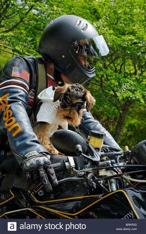 Small Dog Wearing Doggles Special Goggles With A Motorcycle Rider