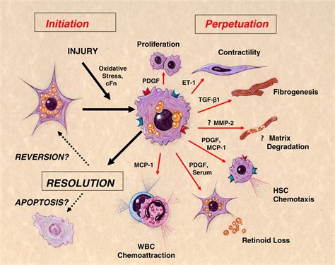 Stellate Cells