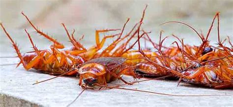 Shakti pest control provides a professional and comprehensive range of pest control services like cockroach, bed bug, rodent, bird and insect control at our service includes a free, no obligation site survey, which allows us to inspect your pest problems and provide a recommendation that will keep. Cockroach Control in Navi Mumbai | Navi Mumbai Cockroach ...