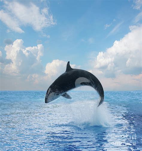 Jumping Killer Whale Photograph By Anastasy Yarmolovich Fine Art America