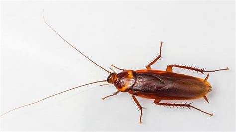 How To Get Rid Of American Cockroaches Pest Phobia