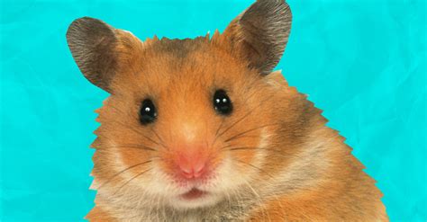 Super Weird Hamster Facts That You May Not Know About Your Cuddly Pet
