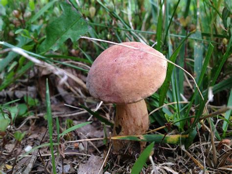 Backyard Boletes Mushroom Hunting And Identification Shroomery