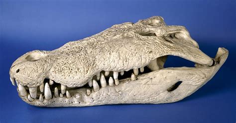 Saltwater crocodile skull Photograph by Science Photo Library