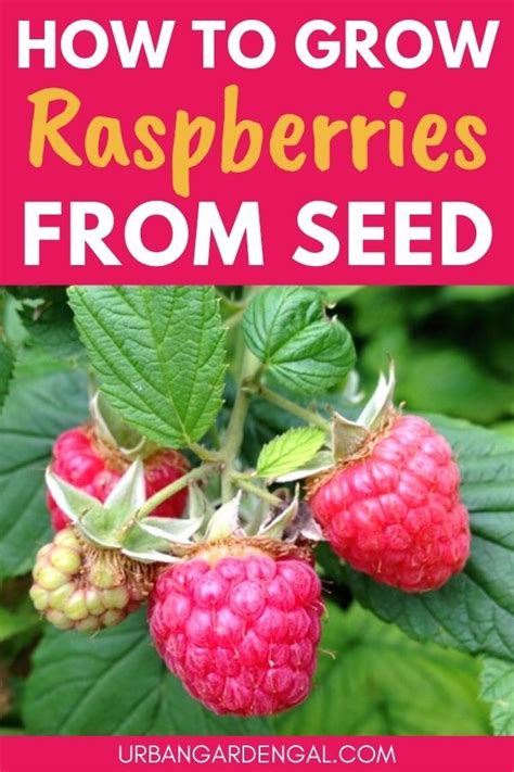 How To Grow Raspberries From Seed In 2021 Growing Raspberries Grow