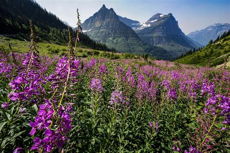 Wildflowers Along Going To The Sun Road Glacier National Park Montana