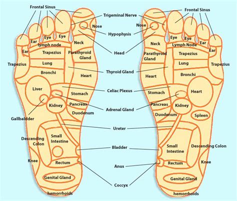 Pin On Foot Reflexology Chart