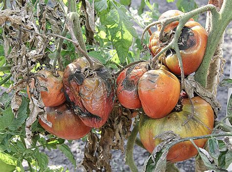 Prévenir Et Soigner Les Dégâts Sur La Tomate