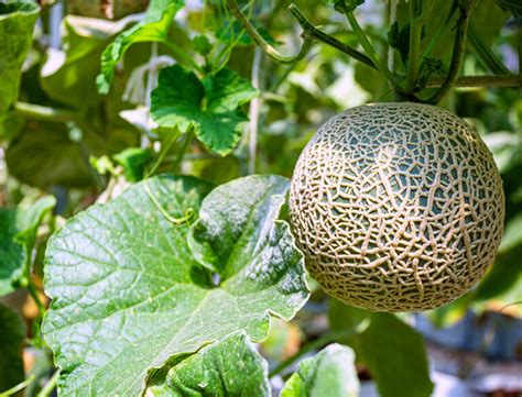 How To Grow And Care For Cantaloupe Complete Guide