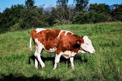 Brown And White Cow Walking On Grass Field · Free Stock Photo