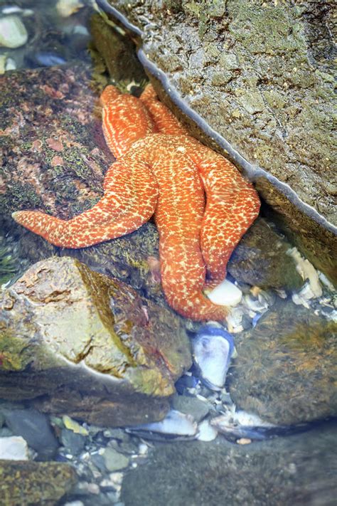 Usa Alaska A Starfish Nestled Photograph By Margaret Gaines Fine Art