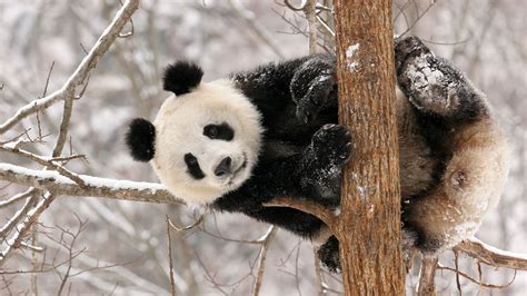 Cute Black And White Panda Colors Photo 34711850 Fanpop