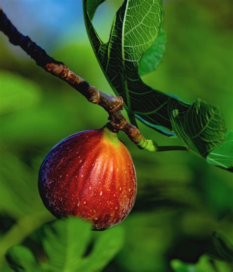 I had a tree removed a year ago, now dozens of saplings are sprouting from its roots. Fig tree - planting, pruning and harvesting figs, and why ...
