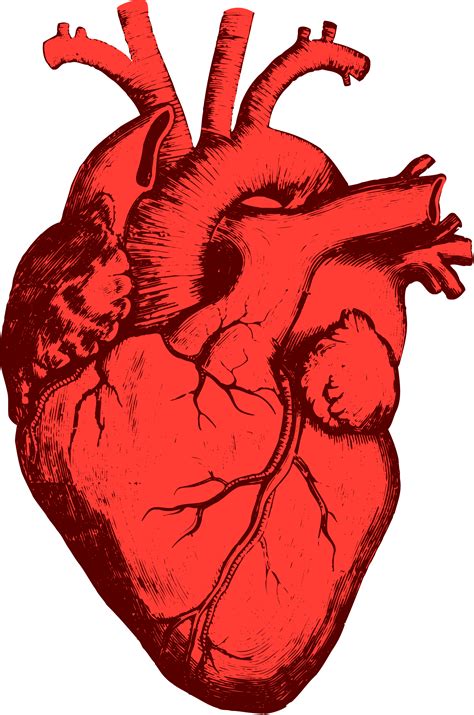 Красное человеческое сердце Png фото Png Arts