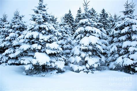 Snow Covered Pine Trees Photograph By Michael Tatman Fine Art America