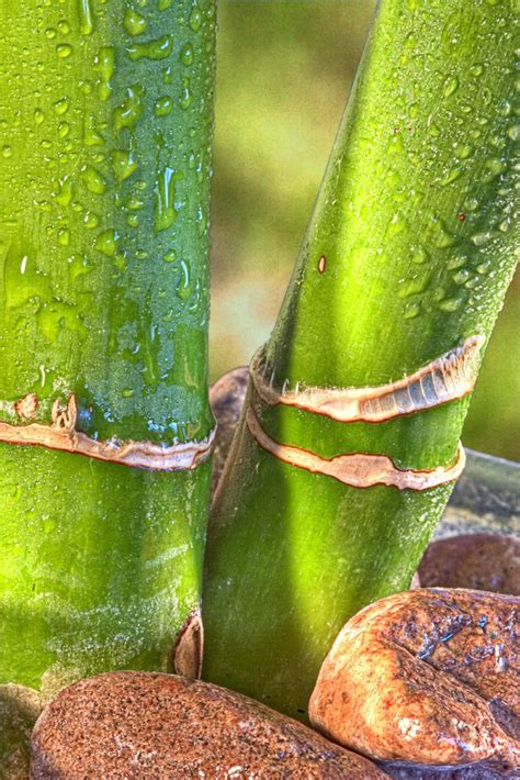 It is part of the grass family, which explains its aversion to too much water and ability to grow very, very fast. Take Care of Lucky Bamboo | Lucky bamboo, Lucky bamboo ...