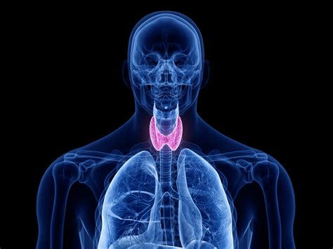 Thyroid Gland Overview • Healthier Matters Blog