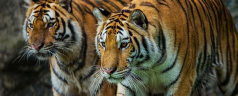 Indias Wild Tiger Population Has Increased 30 Since 2010
