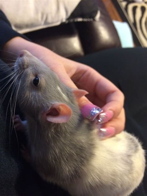 A Person Holding A Small Rodent In Their Hand