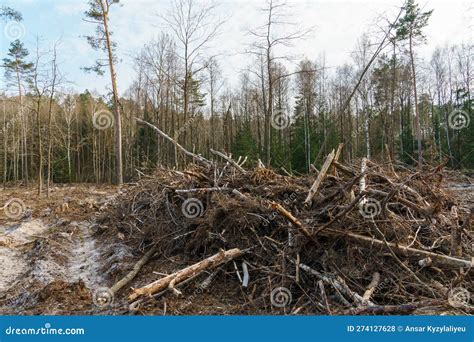 Cutting Down Trees Deforestation And Harvesting Of Wood For Import A