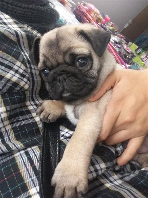 Cachorro pug mes y medio 🥇 | Posot Class