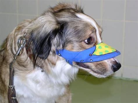 Adorable Nose Visor As Sun Protection Dog Cat Dog Nose Dogs