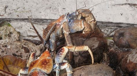 However, the crab shell is proven to contain vitamin b12, which is known to be suitable for cats. Absurd Creature of the Week: Enormous Hermit Crab Tears ...