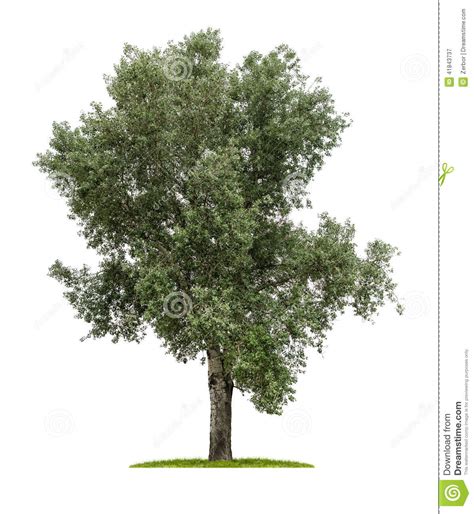 Deciduous Tree On A White Background Stock Image - Image of botanic ...
