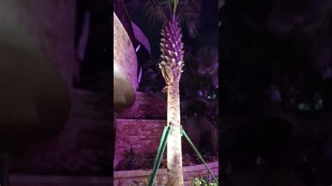 Se temen muchas muertes en derrumbe de edificio en miami. Chapin que se respeta visita el primer edificio forma ...