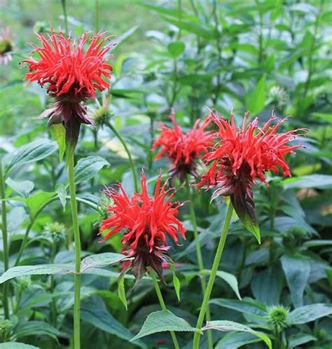 This website is provided by the plant virginia natives marketing partnership as a hub to resources identifying plants native to virginia and a place to start for guidance about landscaping with virginia's native plants. bee balm, monarda didyma - a Virginia native plant | How ...